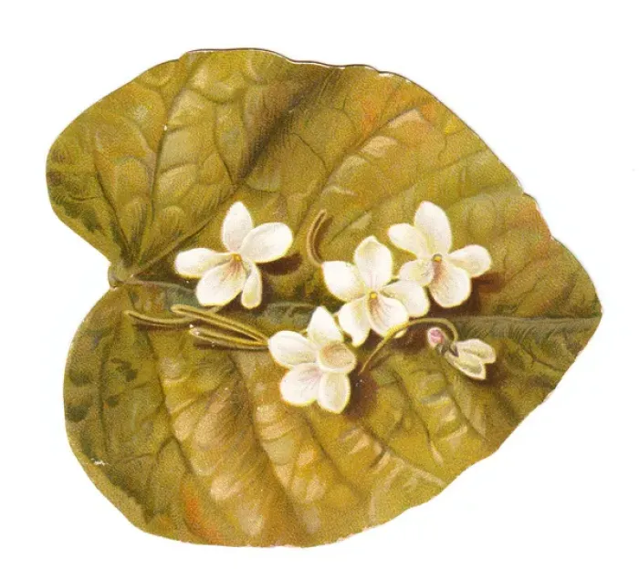 Framed Print : Greetings card in the shape of a leaf with white flowers Framed Print : Greetings card in the shape of a leaf with white flowers