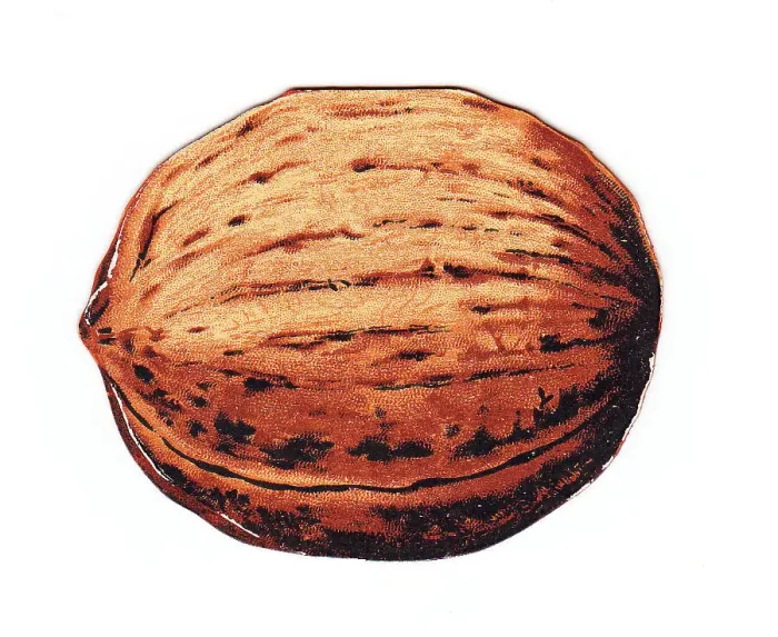 Framed Print : Greetings card in the shape of a walnut Framed Print : Greetings card in the shape of a walnut