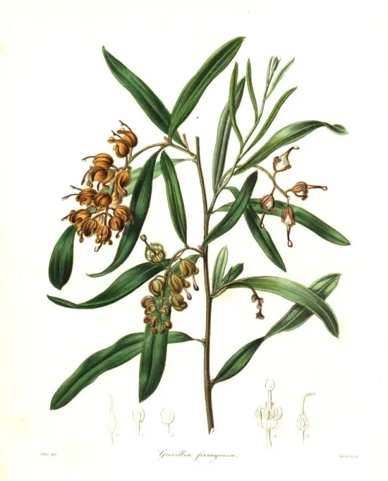 Framed Print : Grevillea arenaria Framed Print : Grevillea arenaria