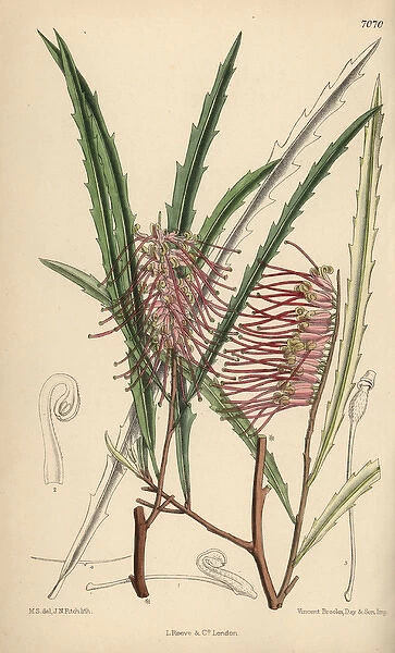 Grevillea aspleniifolia, pink evergreen plant
