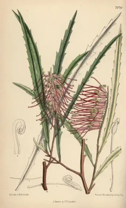 Framed Print : Grevillea aspleniifolia, pink evergreen plant Framed Print : Grevillea aspleniifolia, pink evergreen plant