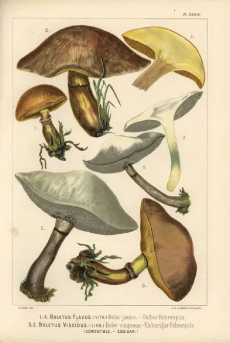 Framed Print : Grevilles bolete, Suillus grevillei, and Sticky Framed Print : Grevilles bolete, Suillus grevillei, and Sticky