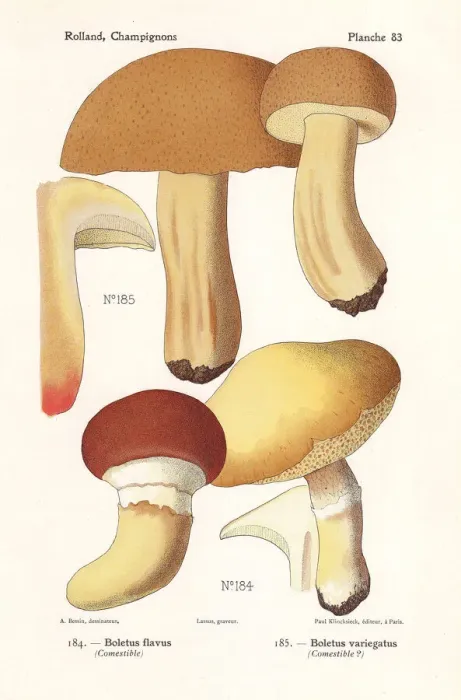 Framed Print : Grevilles bolete and velvet bolete Framed Print : Grevilles bolete and velvet bolete