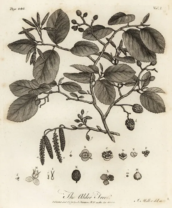 Framed Print : Grey alder or speckled alder, Alnus incana Framed Print : Grey alder or speckled alder, Alnus incana