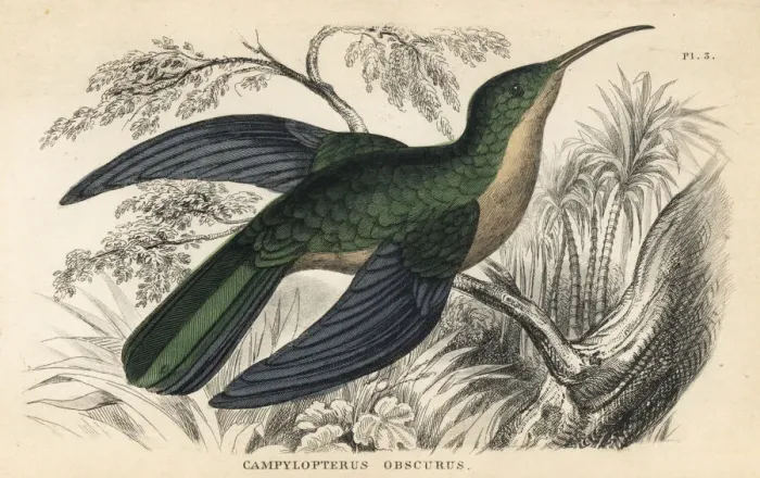 Framed Print : Grey-breasted sabrewing, Campylopterus largipennis obscurus Framed Print : Grey-breasted sabrewing, Campylopterus largipennis obscurus