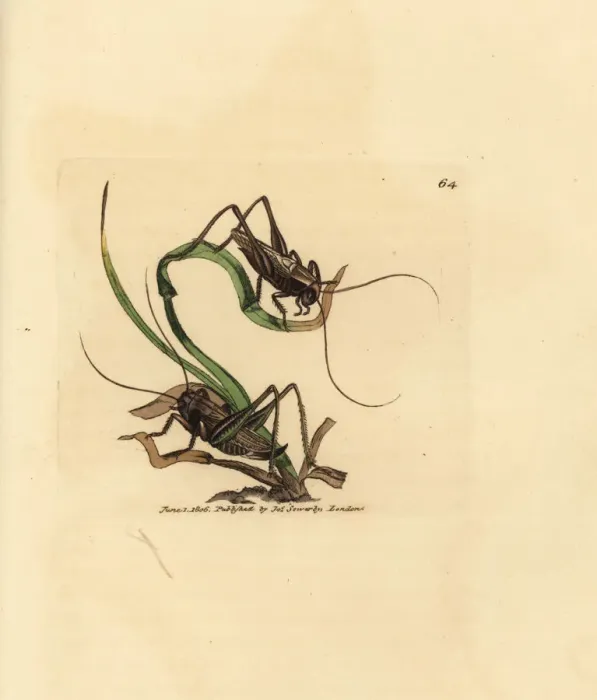 Framed Print : Grey bush cricket, Platycleis grisea Framed Print : Grey bush cricket, Platycleis grisea