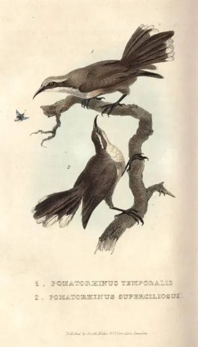 Framed Print : Grey-crowned babbler and White-browed babbler Framed Print : Grey-crowned babbler and White-browed babbler