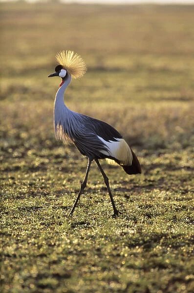 Grey crowned-crane