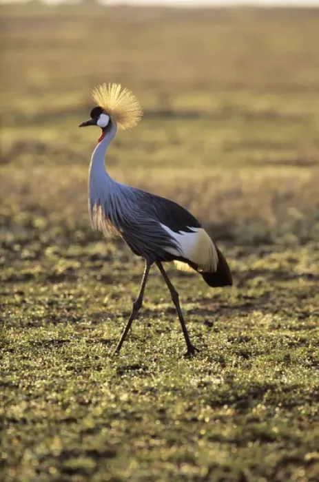 Framed Print : Grey crowned-crane Framed Print : Grey crowned-crane