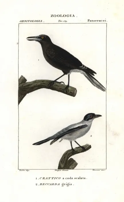 Framed Print : Grey currawong, Strepera versicolor, and black-tailed Framed Print : Grey currawong, Strepera versicolor, and black-tailed