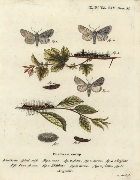 Framed Print : Grey dagger and dark dagger moths Framed Print : Grey dagger and dark dagger moths