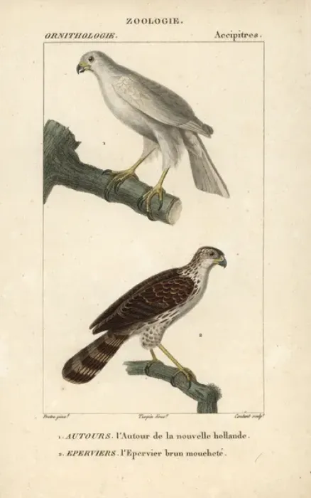 Framed Print : Grey goshawk, Accipiter novaehollandiae Framed Print : Grey goshawk, Accipiter novaehollandiae