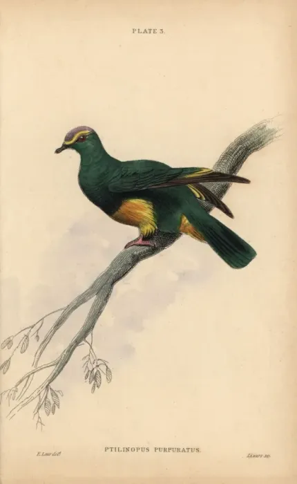 Framed Print : Grey-green fruit dove, Ptilinopus purpuratus Framed Print : Grey-green fruit dove, Ptilinopus purpuratus