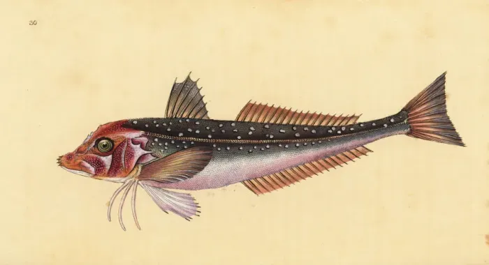 Framed Print : Grey gurnard, Eutrigla gurnardus
