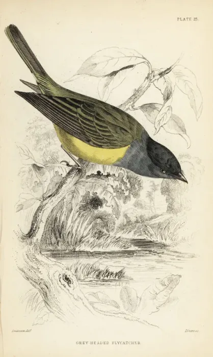 Framed Print : Grey-headed canary-flycatcher, Culicicapa ceylonensis Framed Print : Grey-headed canary-flycatcher, Culicicapa ceylonensis