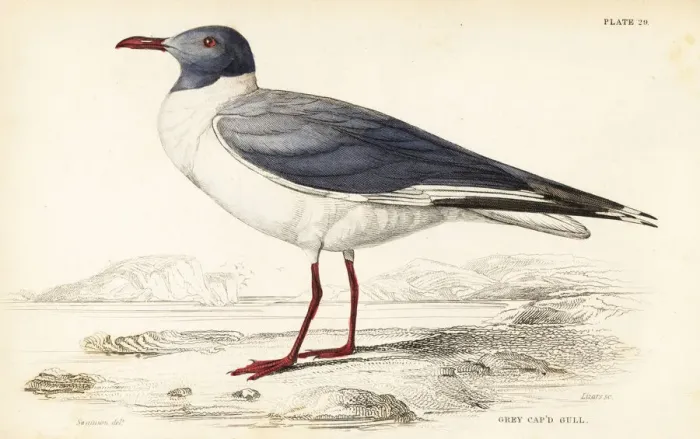 Framed Print : Grey-headed gull (African), Chroicocephalus Framed Print : Grey-headed gull (African), Chroicocephalus