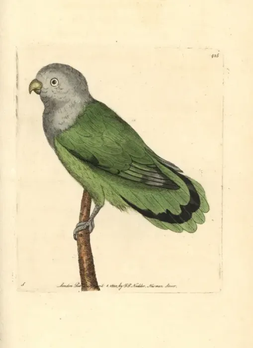 Framed Print : Grey-headed lovebird, Agapornis canus canus Framed Print : Grey-headed lovebird, Agapornis canus canus