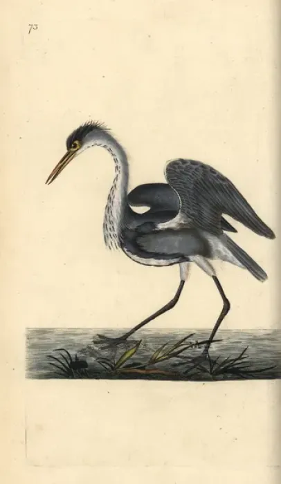 Framed Print : Grey heron, Ardea cinerea Framed Print : Grey heron, Ardea cinerea