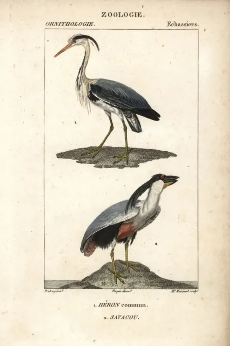 Framed Print : Grey heron, Ardea cinerea, and boat-billed Framed Print : Grey heron, Ardea cinerea, and boat-billed