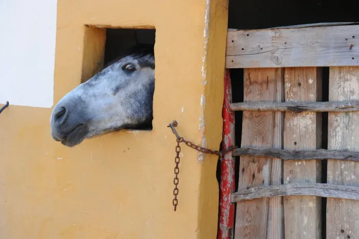 Framed Print : Grey horse in stable, Menorca, Spain Framed Print : Grey horse in stable, Menorca, Spain