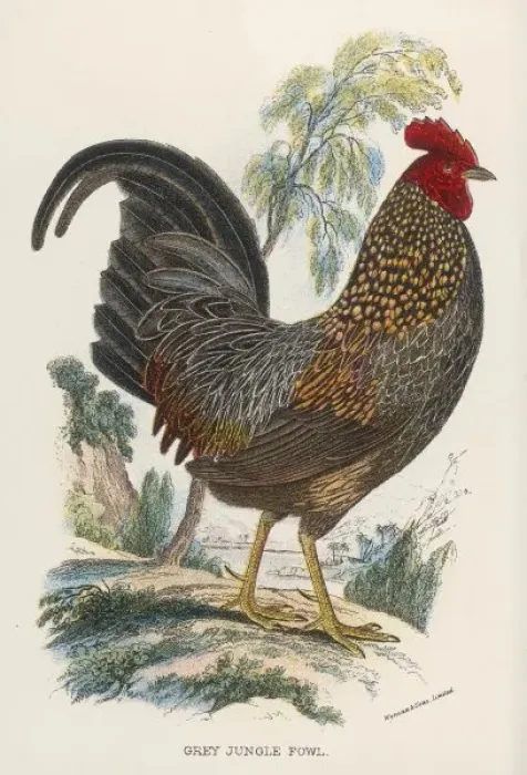 Framed Print : Grey Jungle Fowl Framed Print : Grey Jungle Fowl