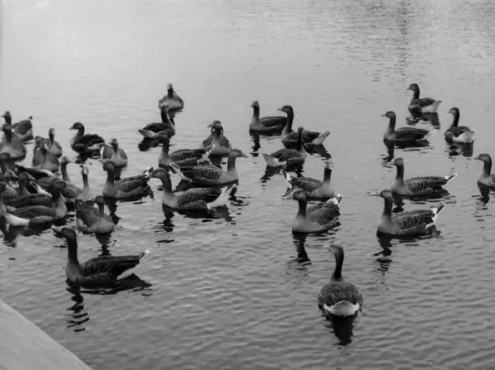 Framed Print : Grey Lag Geese Framed Print : Grey Lag Geese