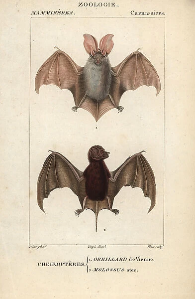 Grey long-eared bat, Plecotus austriacus