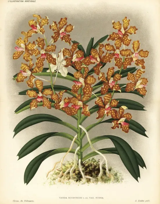 Framed Print : Grey orchid, red variety, Vanda tessellata Framed Print : Grey orchid, red variety, Vanda tessellata