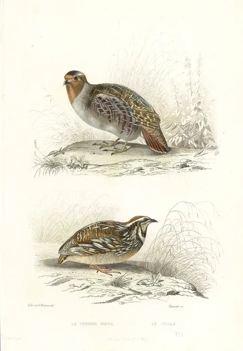 Framed Print : Grey partridge and common quail Framed Print : Grey partridge and common quail