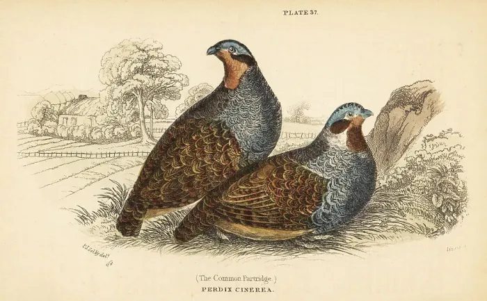 Framed Print : Grey partridge, Perdix perdix Framed Print : Grey partridge, Perdix perdix