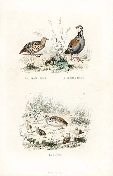 Grey partridge, red-legged partridge and quail