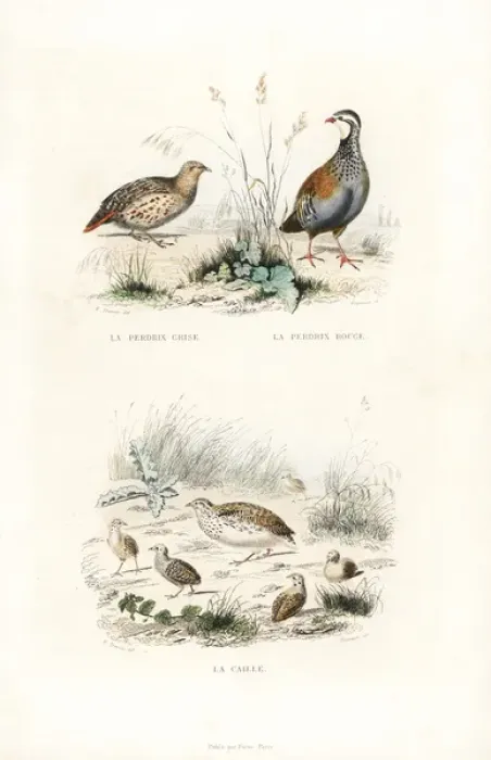 Framed Print : Grey partridge, red-legged partridge and quail Framed Print : Grey partridge, red-legged partridge and quail