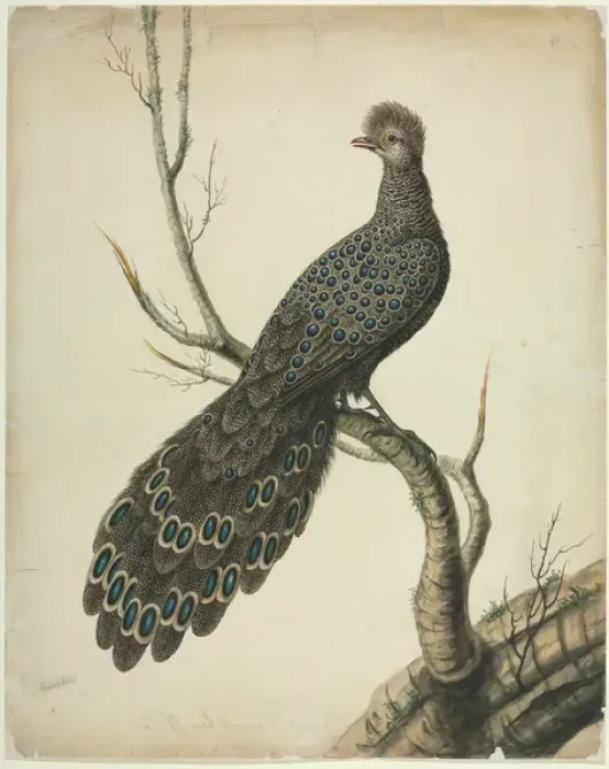 Framed Print : Grey Peacock-Pheasant Framed Print : Grey Peacock-Pheasant