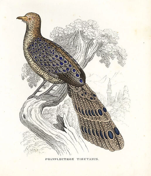 Grey peacock-pheasant, Polyplectron bicalcaratum