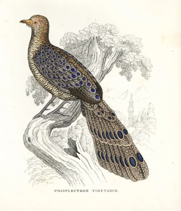 Framed Print : Grey peacock-pheasant, Polyplectron bicalcaratum Framed Print : Grey peacock-pheasant, Polyplectron bicalcaratum