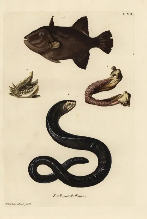 Framed Print : Grey triggerfish and Moray eel, lower jaws Framed Print : Grey triggerfish and Moray eel, lower jaws