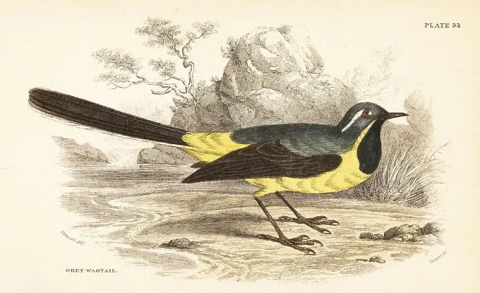 Framed Print : Grey wagtail, Motacilla cinerea Framed Print : Grey wagtail, Motacilla cinerea