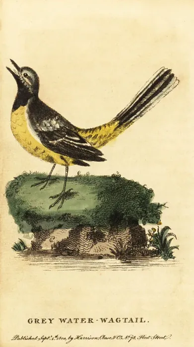 Framed Print : Grey wagtail, Motacilla cinerea Framed Print : Grey wagtail, Motacilla cinerea