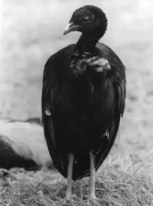 Framed Print : Grey-Winged Trumpeter Framed Print : Grey-Winged Trumpeter