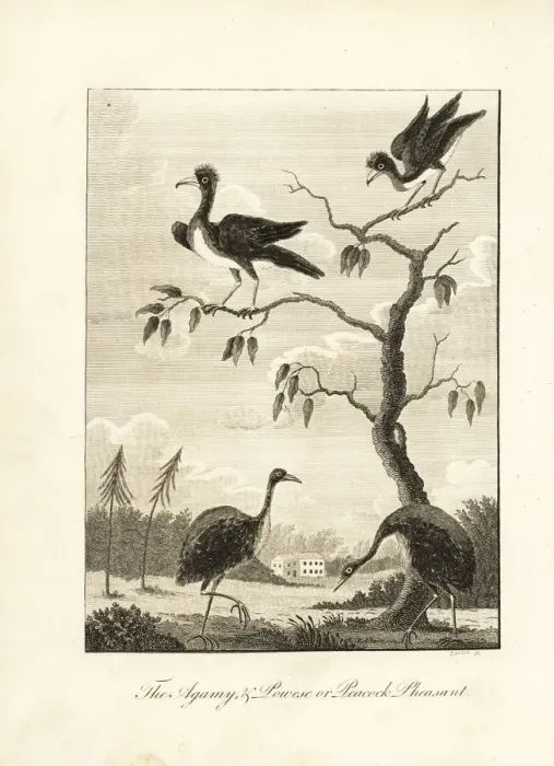 Framed Print : Grey-winged trumpeter and crested curassow (vulnerable) Framed Print : Grey-winged trumpeter and crested curassow (vulnerable)