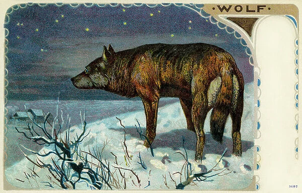 Wolf. The grey wolf (Canis lupus), or just wolf, is a mammal of the order Carnivor