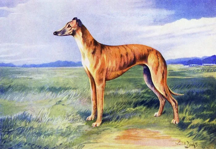 Framed Print : Greyhound Date: 1931 Framed Print : Greyhound Date: 1931