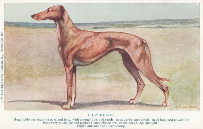 Framed Print : Greyhound. Painting of a greyhound in a moorland setting Framed Print : Greyhound. Painting of a greyhound in a moorland setting