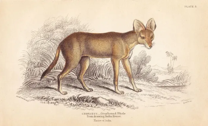 Framed Print : Greyhound dhole, Cuon alpinus. Threatened Framed Print : Greyhound dhole, Cuon alpinus. Threatened