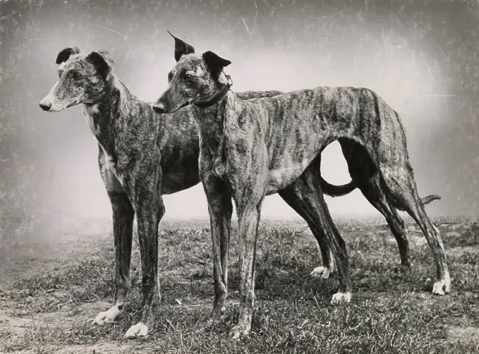 Framed Print : Two greyhound dogs standing on grass Date: 1950s Framed Print : Two greyhound dogs standing on grass Date: 1950s