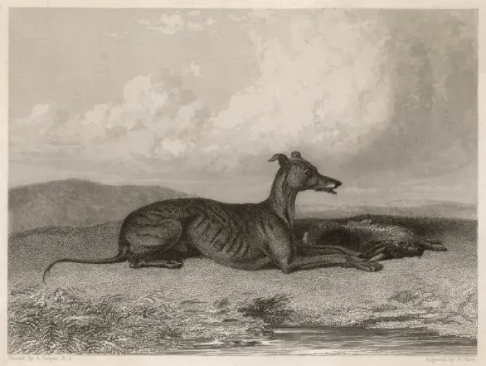 Framed Print : Greyhound & Hare Framed Print : Greyhound & Hare