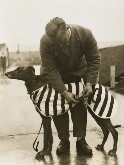 Framed Print : Greyhound Overcoat Framed Print : Greyhound Overcoat