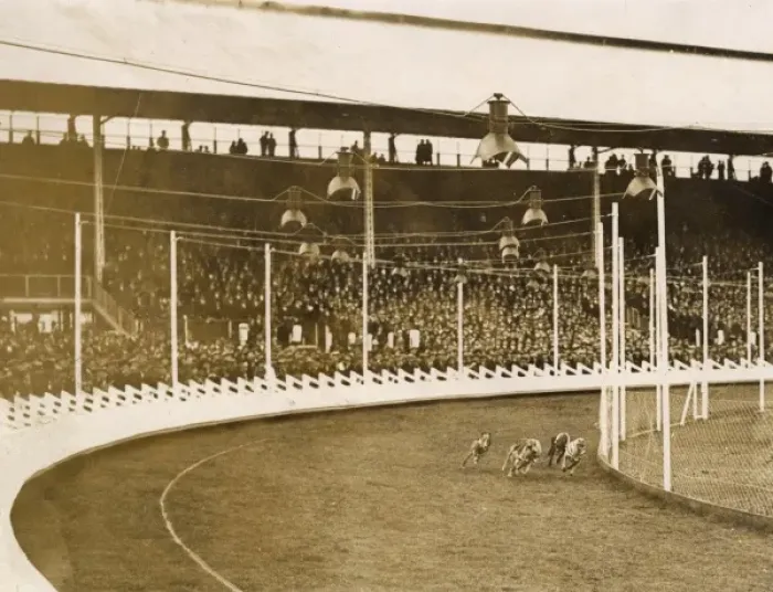 Framed Print : Greyhound racing Framed Print : Greyhound racing