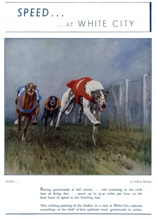 Framed Print : Greyhound racing at White City Framed Print : Greyhound racing at White City