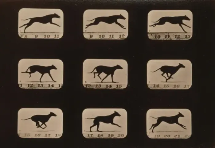 Framed Print : Greyhound, running Framed Print : Greyhound, running